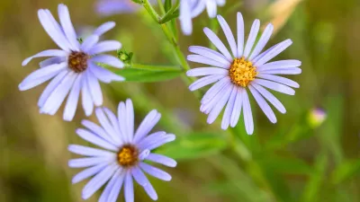 Native Plants/Perennials