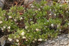 Manzanita, &#39;Pine Mat&#39; Arctostaphylos