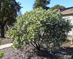 Manzanita, &#39;Dr.Hurd&#39; Arctostaphylos