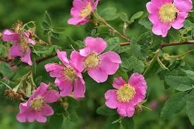 Rose, Peafruit Rosa pisocarpa