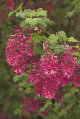 Currant, &quot;King Edward VII&#39; Red Flowering Ribes sanguineum