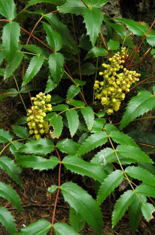 Oregon-grape, Cascade Mahonia nervosa