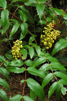 Oregon-grape, Cascade Mahonia nervosa