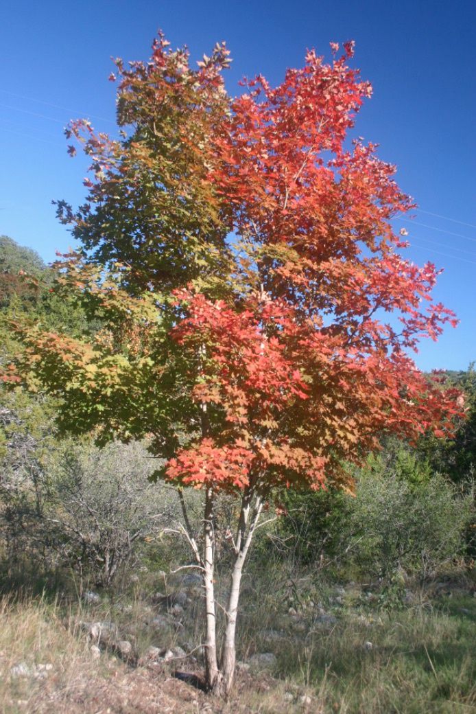 Maple, Douglas Acer glabrum var. douglasii