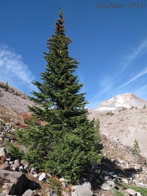 Hemlock, Mountain Tsuga mertensiana