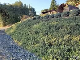 Manzanita, 'Pacific Mist' Arctostaphylos