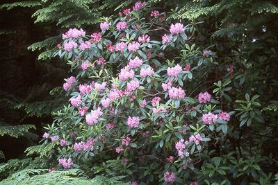 Rhododendron, Pacific Rhododendron macrophyllum