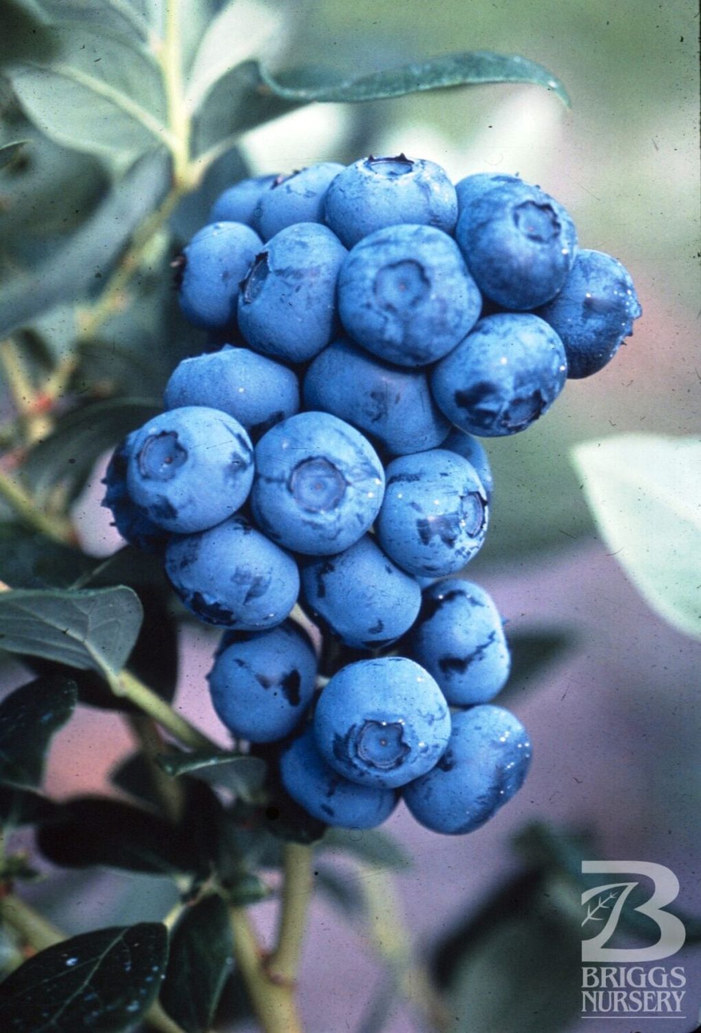 Blueberry, 'Duke' Blueberry, Vaccinium Corymbosum