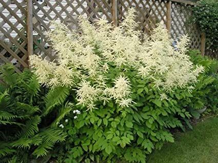 Goatsbeard, Sylvan Aruncus dioicus