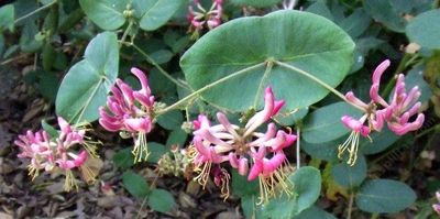 Honeysuckle, Pink Lonicera hispidula