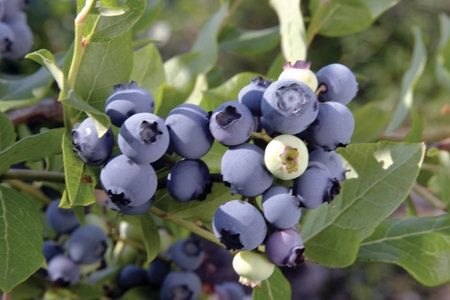 Blueberry, 'Chandler' Vaccinium Corymbosum