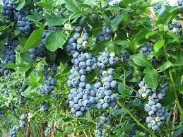 Blueberry, 'Jersey' Vaccinium Corymbosum