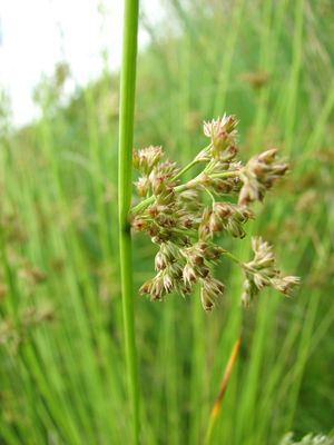 Rush, Juncus effusus