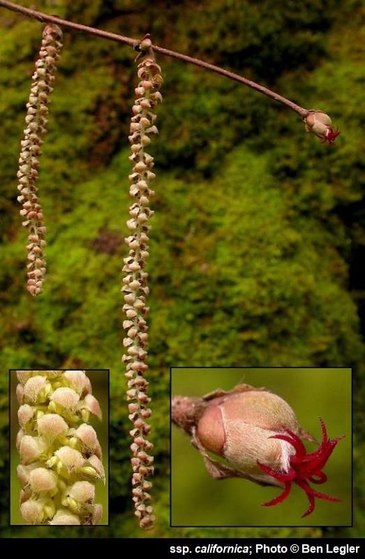 Hazelnut, Beaked Corylus cornuta