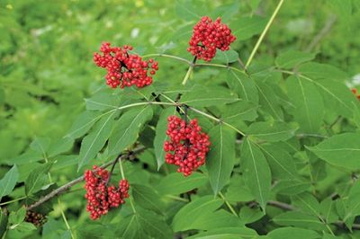 Elderberry, Red Sambucus racemosa