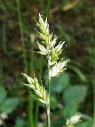 Sedge, Deweys Carex Deweyana