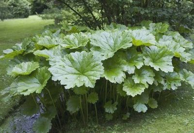 Indian Rhubarb Darmera peltata