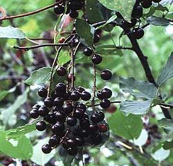 Chokecherry, Common Prunus virginiana