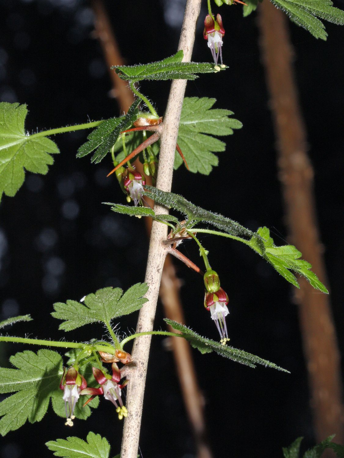 Gooseberry, Coast Black Ribes divaricatum