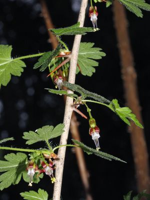 Gooseberry, Coast Black Ribes divaricatum