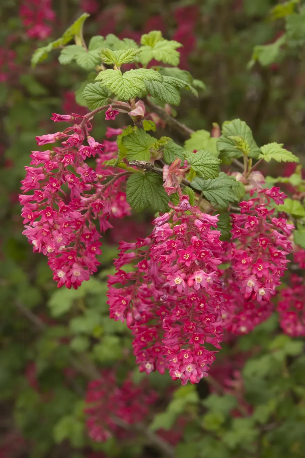 Currant, "King Edward VII' Red Flowering Ribes sanguineum