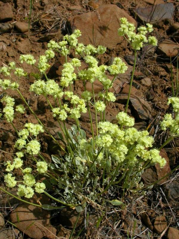 Buckwheat, Strict Eriogonum strictum