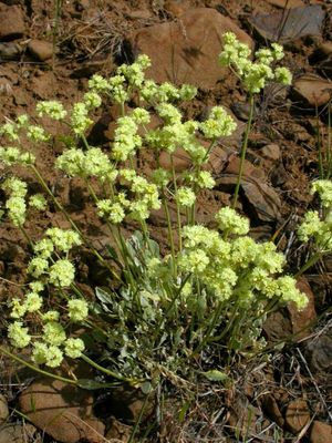 Buckwheat, Strict Eriogonum strictum
