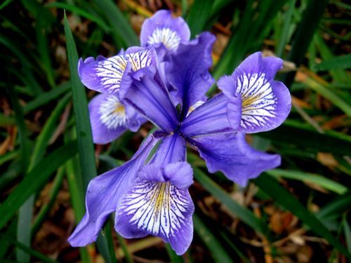 Iris, Oregon flag Iris tenax