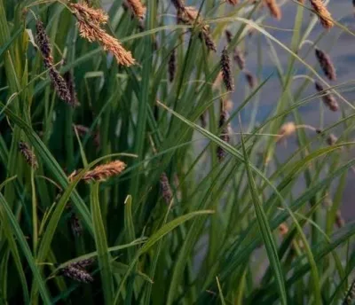 Sedge, Lyngbye's Carex lyngbyei