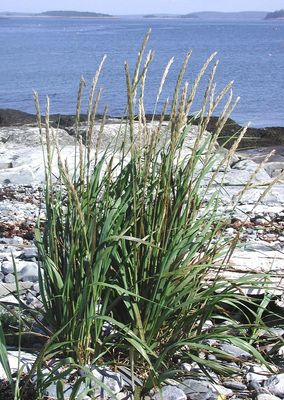 Grass, Dune leymus mollis