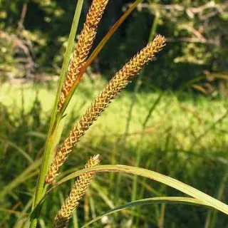 Sedge, Bigleaf Carex ampilifolia