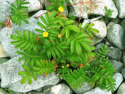 Pacific Silverweed, Argentina egedii