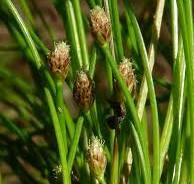 Spikerush, Ovoid Eleocharis ovata