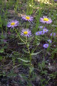 Fleabane, Showy Erigeron speciosus