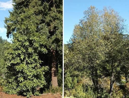 Oak, Tanbark Lithocarpus densiflorus