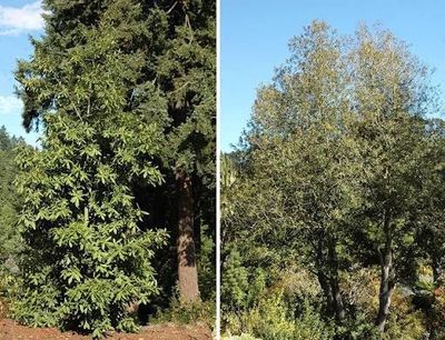 Oak, Tanbark Lithocarpus densiflorus