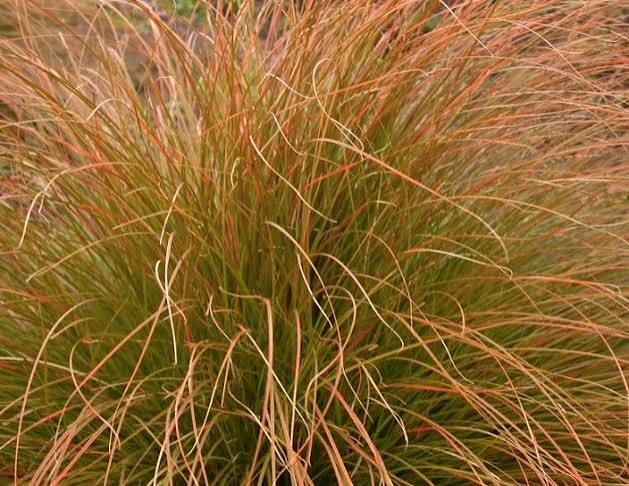 Sedge, Orange New Zealand Carex testacea