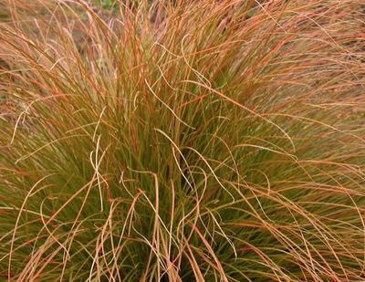 Sedge, Orange New Zealand Carex testacea
