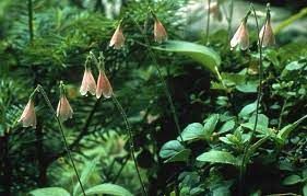 Twinflower Linnea borealis