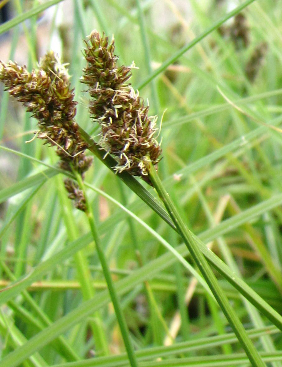 Sedge, Dense Carex densa