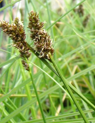 Sedge, Dense Carex densa