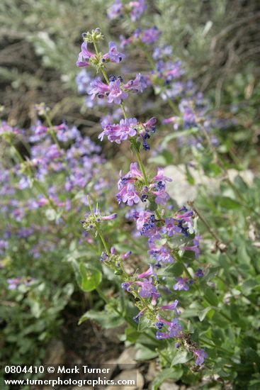 Beardtongue, Chelan Penstemon pruinosus