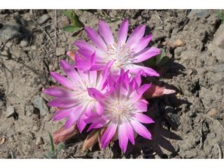 Bitterroot Lewisia rediviva