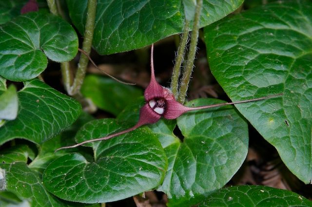 Ginger, Wild Asarum caudatum