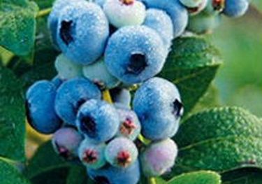 Blueberry, 'Blueray' Vaccinium Corymbosum