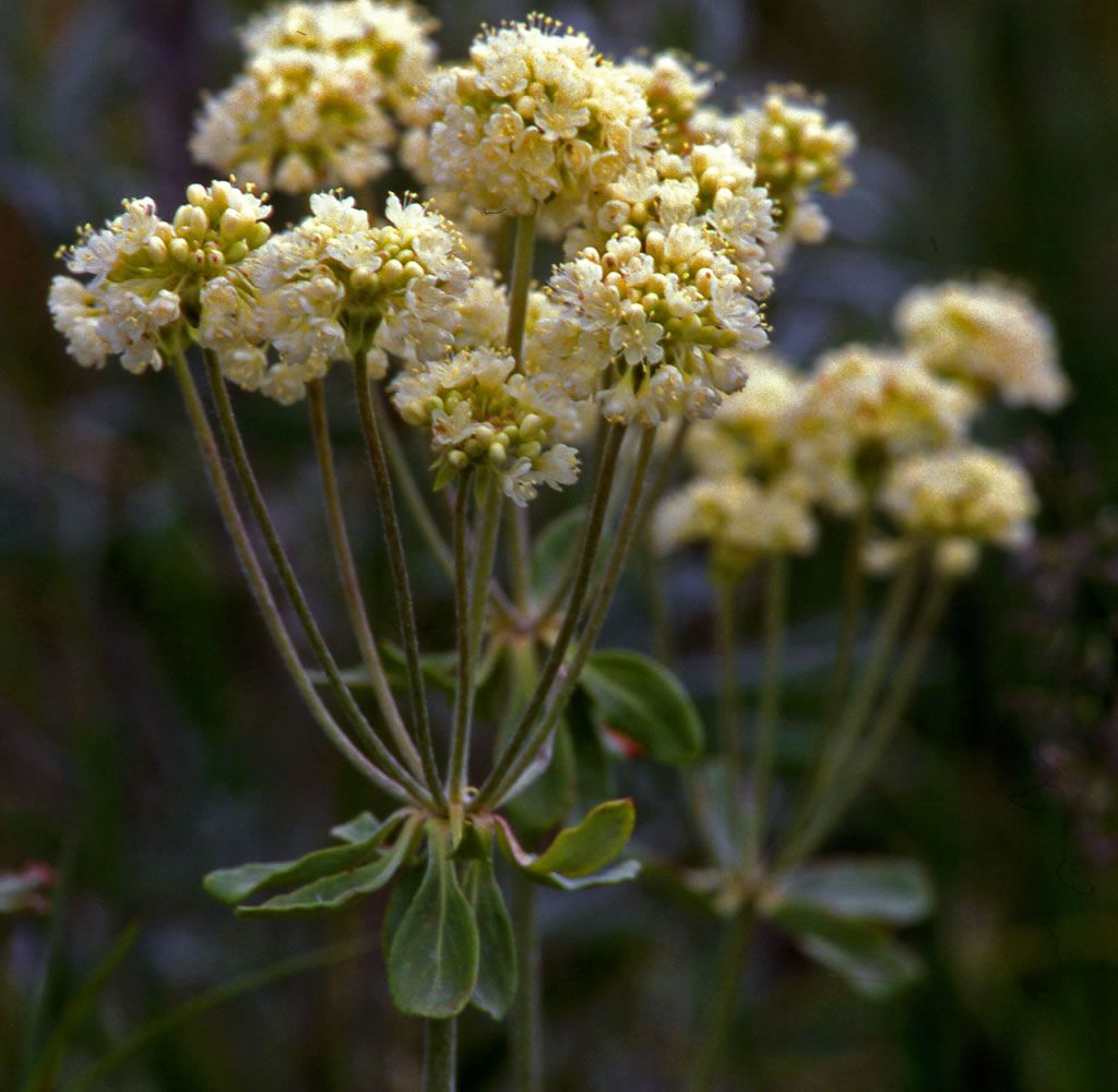 Buckwheat, Parsnip-flowered Eriogonum heracleoides