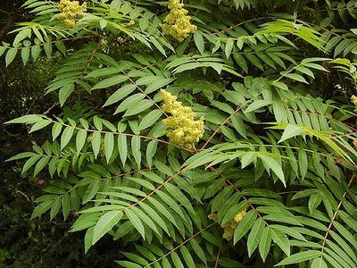 Sumac, Smooth Rhus Glabra