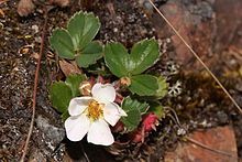 Strawberry, Mountain Fragaria Virginiana