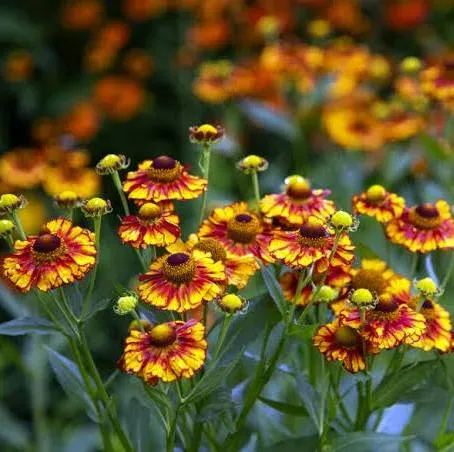 Sneezeweed Helenium autumnale