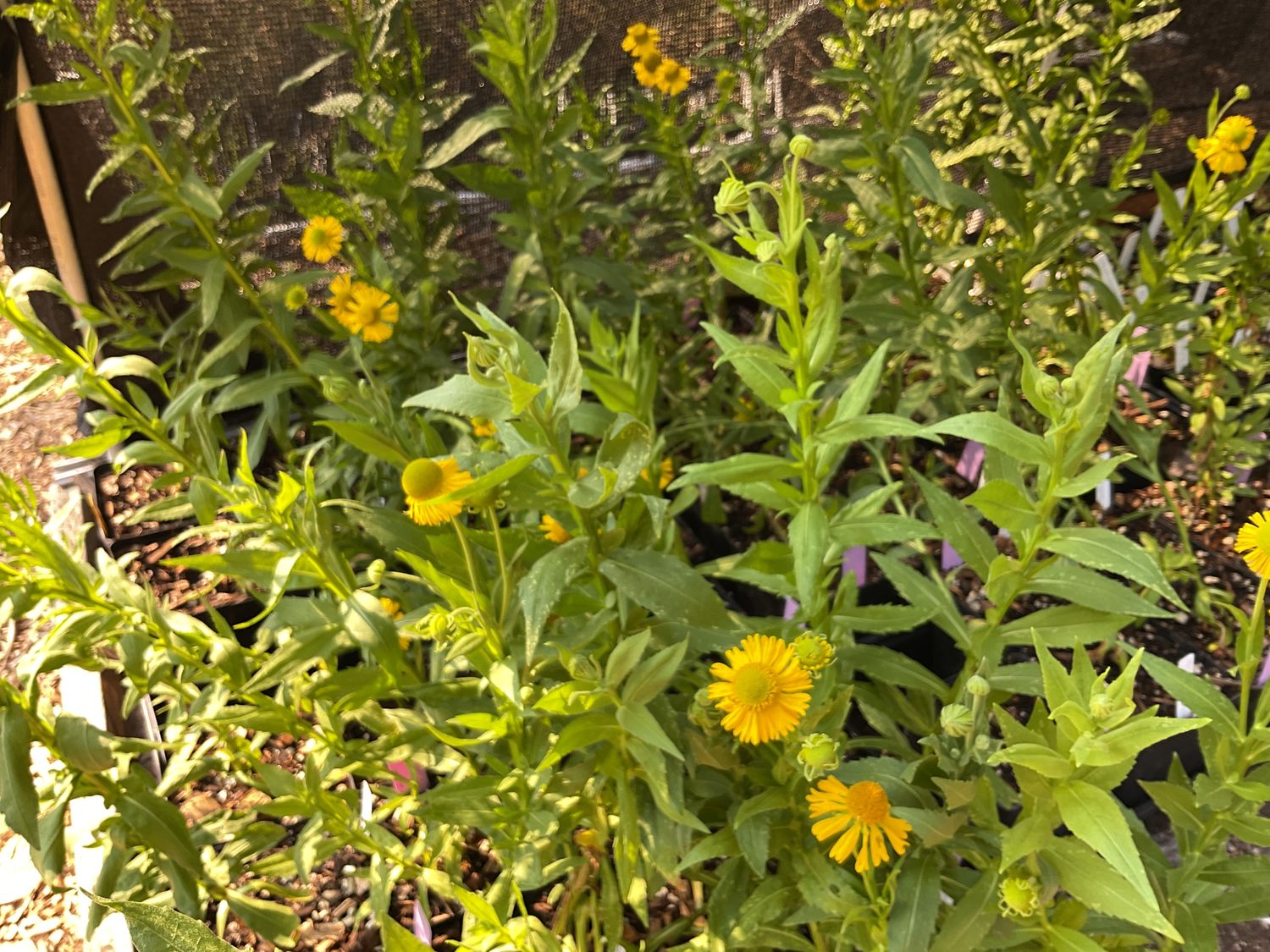 Sneezeweed Helenium autumnale